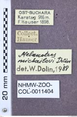 Etikett zu Melanotus michailovi (Dolin, 1988)